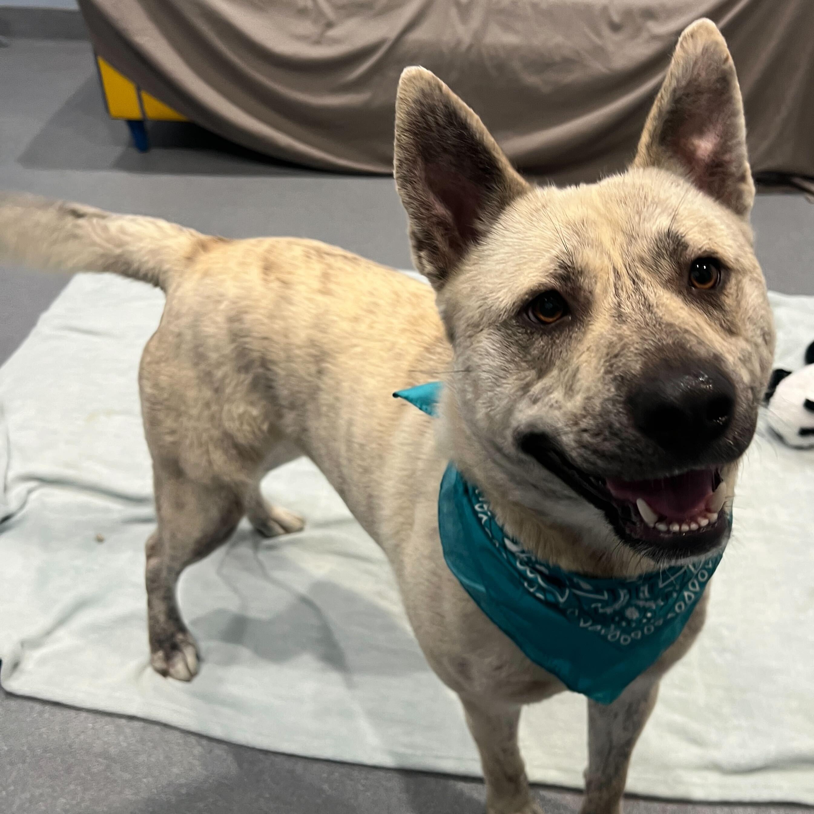 Enlarge John B, a Adoptable Mixed Breed in Canal Winchester, OH image 3/5