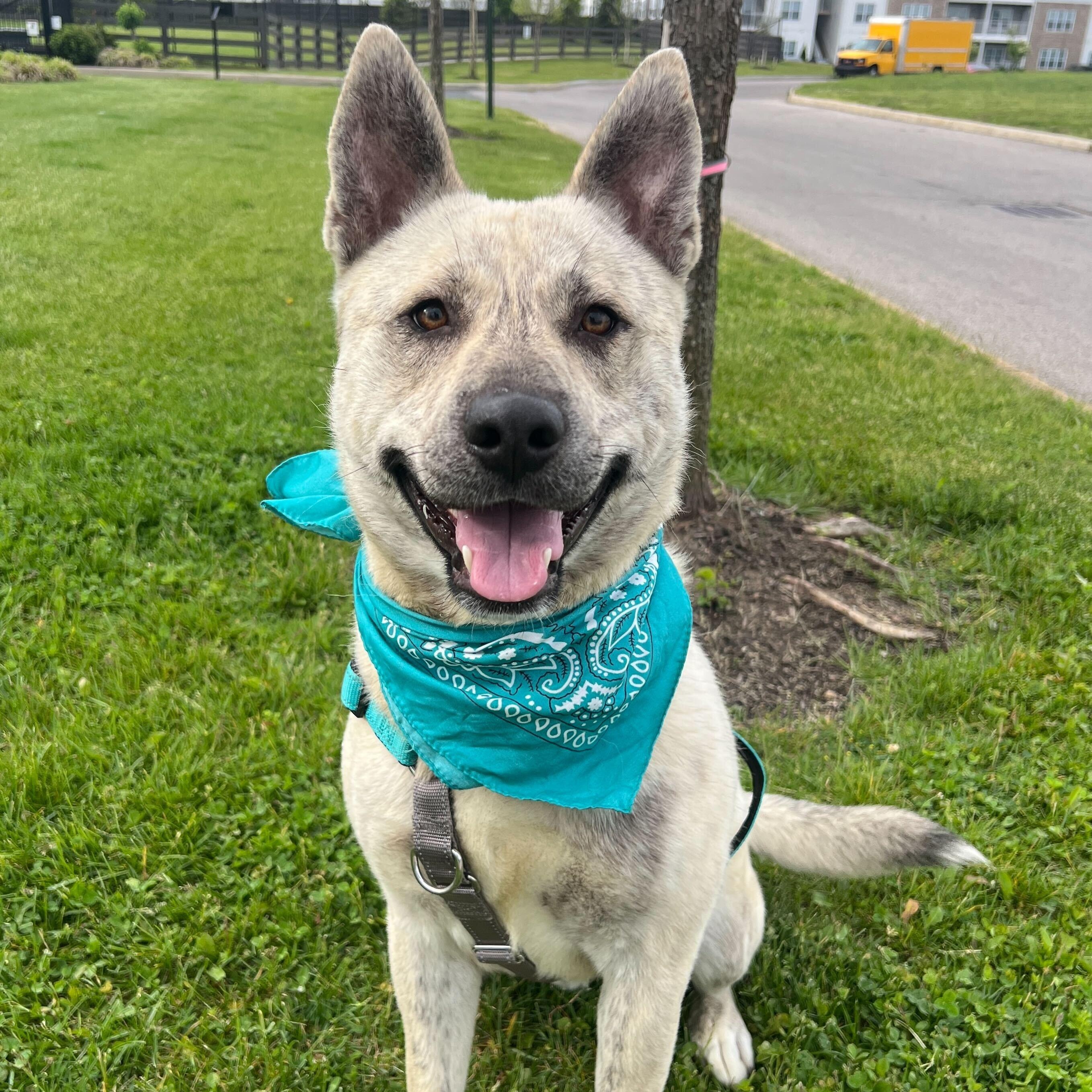 Enlarge John B, a Adoptable Mixed Breed in Canal Winchester, OH image 5/5