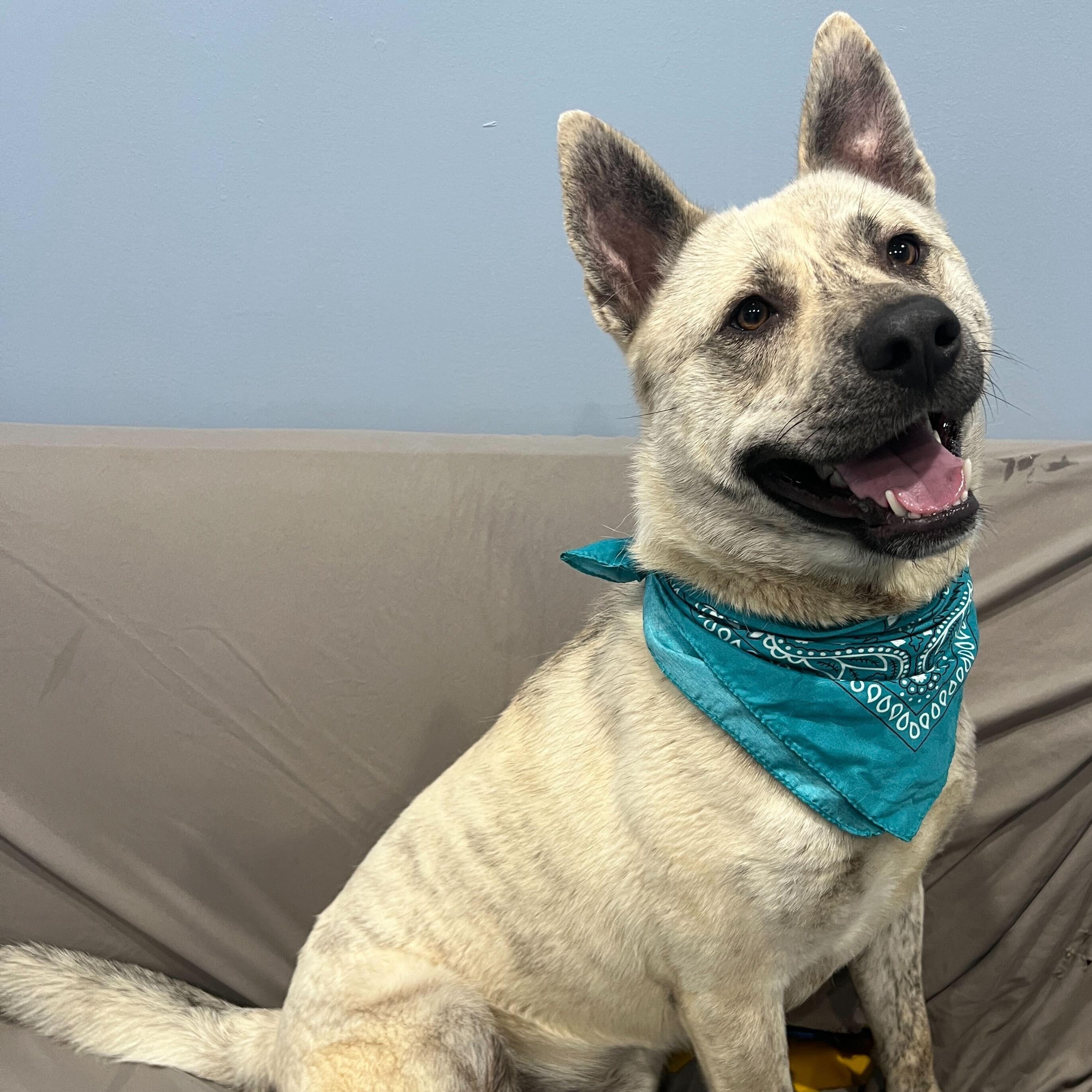John B, Adoptable, Young Male Mixed Breed.