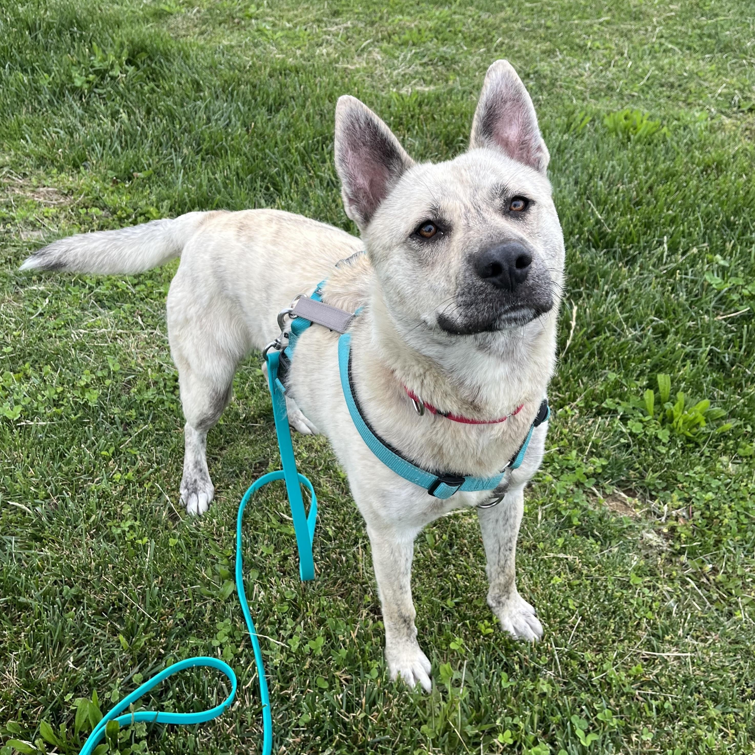 Enlarge John B, a Adoptable Mixed Breed in Canal Winchester, OH image 6/6