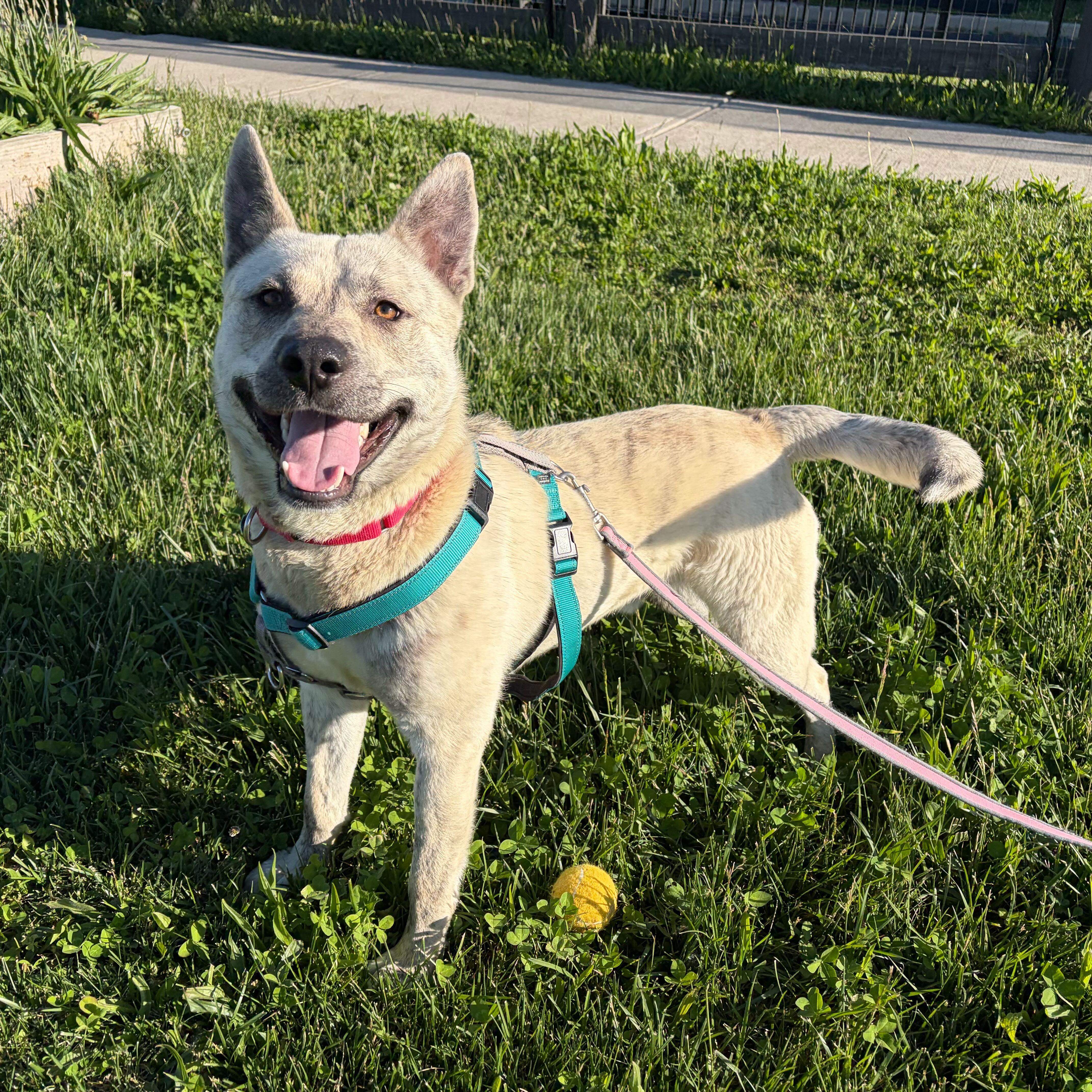Enlarge John B, a Adoptable Mixed Breed in Canal Winchester, OH image 2/6