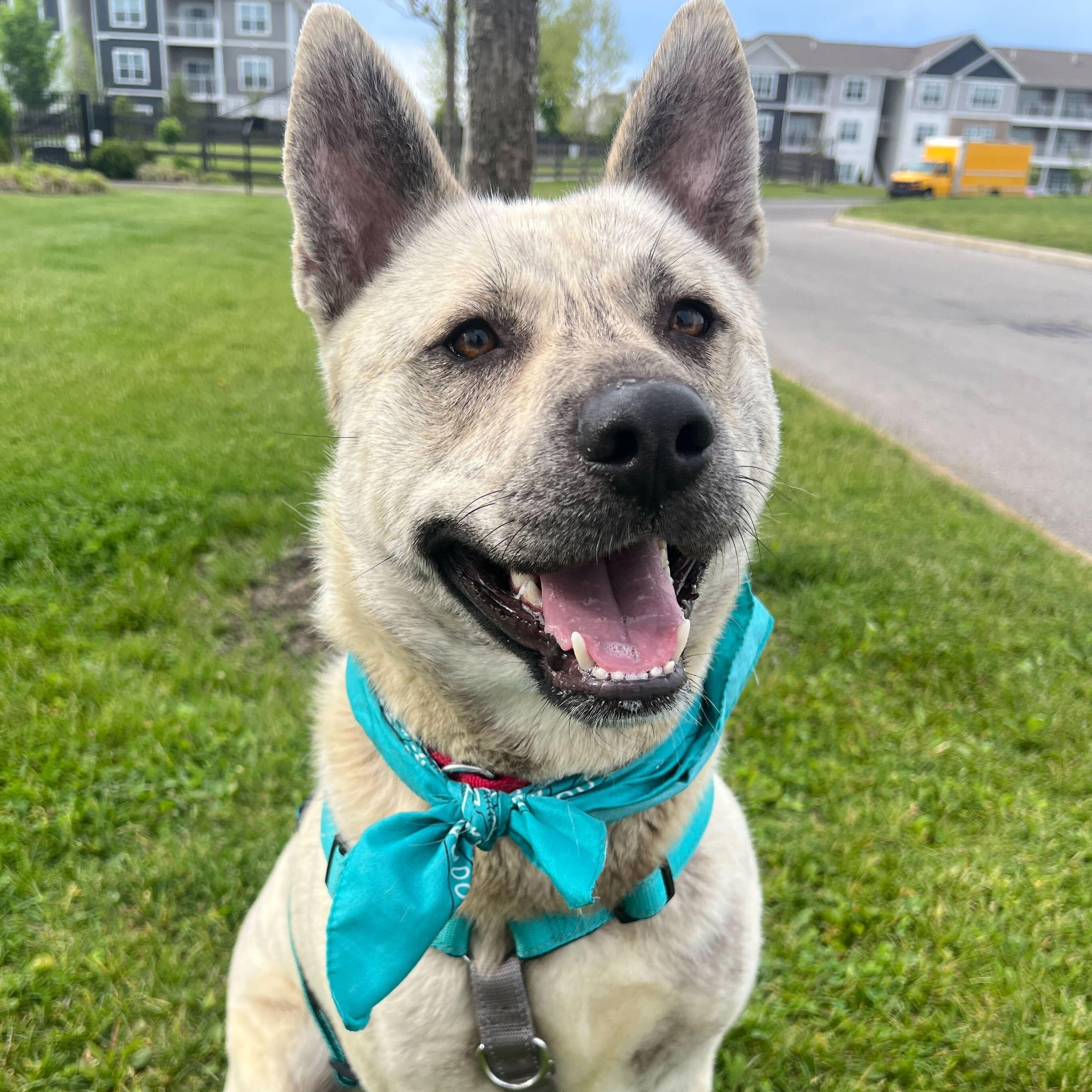 Enlarge John B, a Adoptable Mixed Breed in Canal Winchester, OH image 2/5