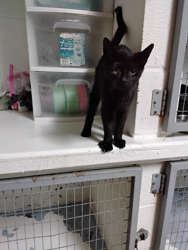 Enlarge Seis, a Adoptable mixed breed in Ada, OK image 1/1