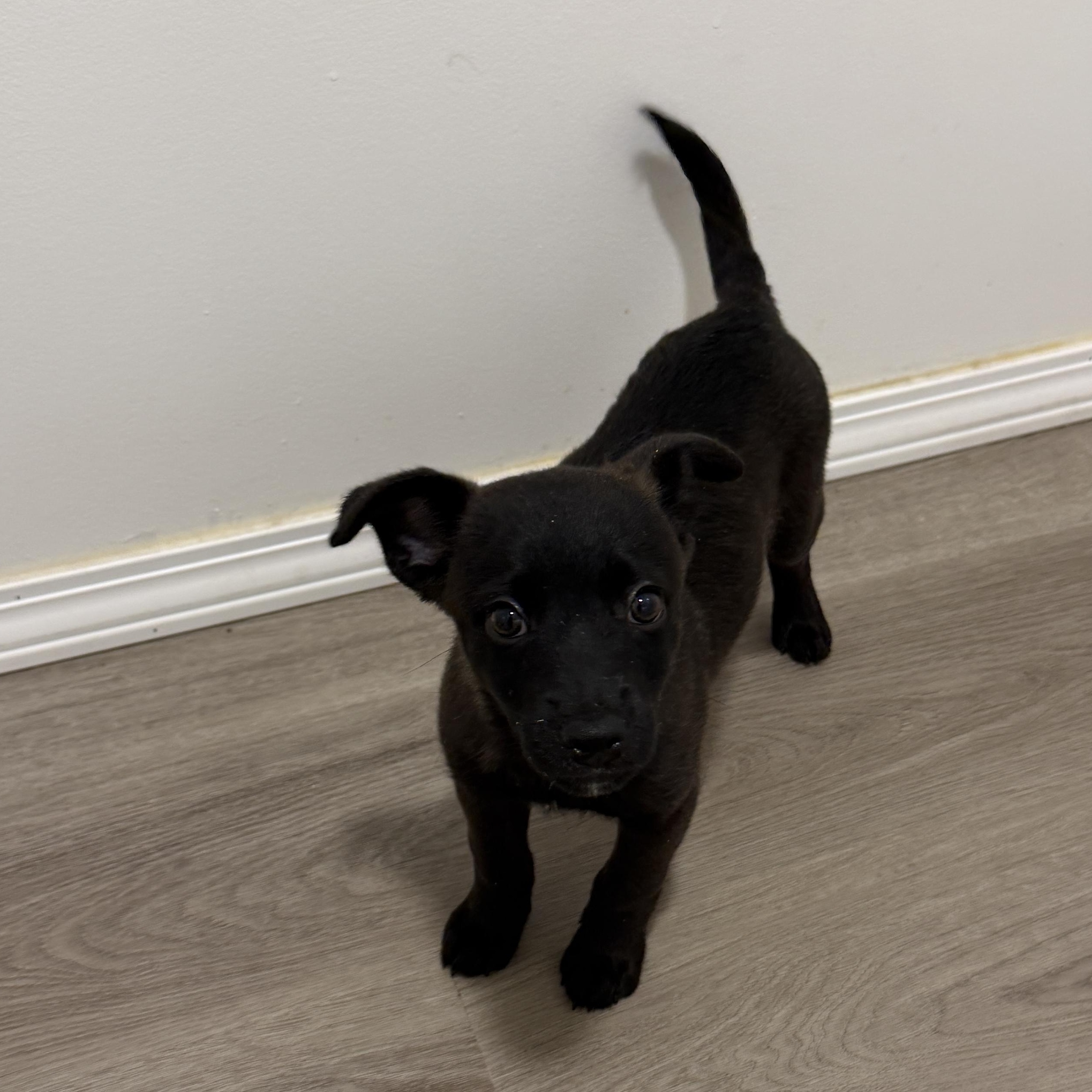 Harold, Adoptable, Puppy Male Shiba Inu & Chiweenie.
