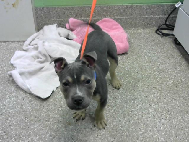 KANE, Adoptable, Puppy Male Pit Bull Terrier & Mixed Breed.