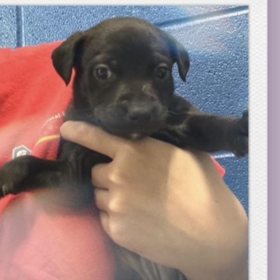 Bumblebee , ADOPTABLE, Puppy Female Pug.