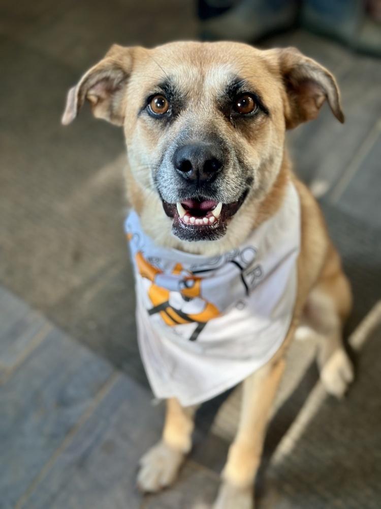 Darla, Adoptable, Young Female Shepherd & Mixed Breed.