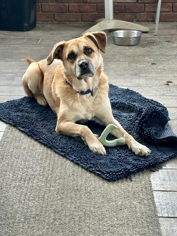 Darla, a Adoptable mixed breed in Akron, OH image 2/6