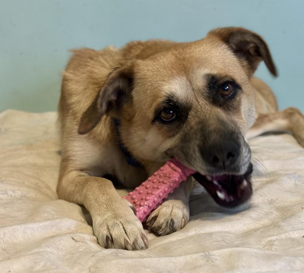 Darla, a Adoptable mixed breed in Akron, OH image 3/6