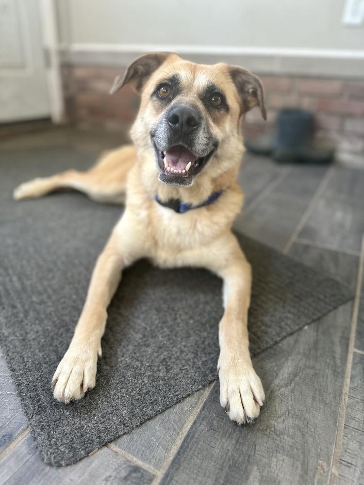 Darla, a Adoptable mixed breed in Akron, OH image 4/6