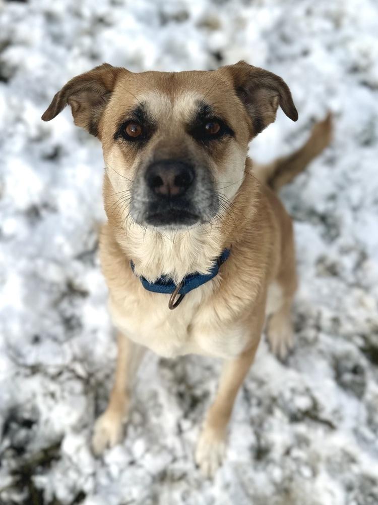 Darla, a Adoptable mixed breed in Akron, OH image 5/6