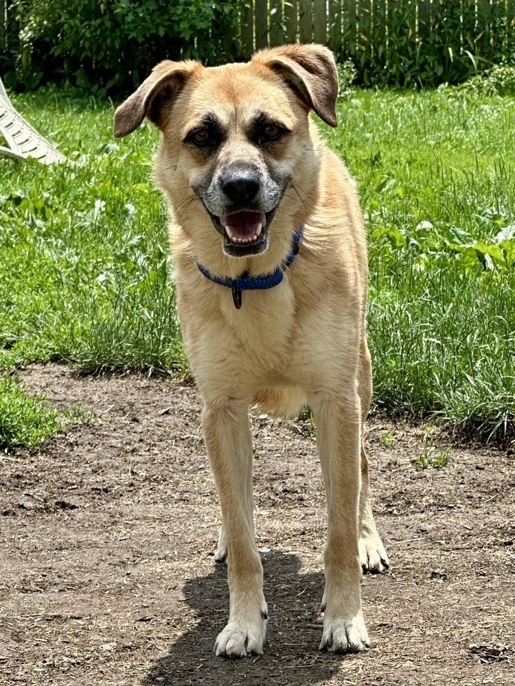 Darla, a Adoptable mixed breed in Akron, OH image 6/6