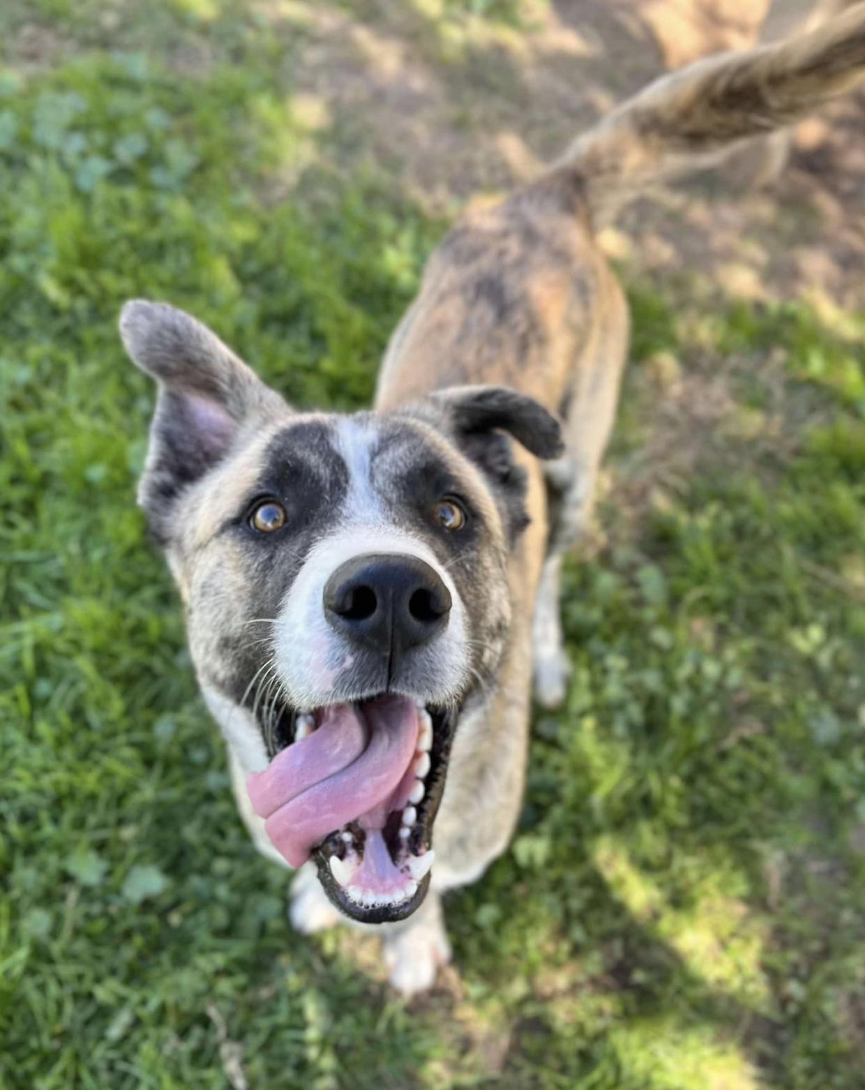 Enlarge Conan, a Adopted mixed breed in Eugene, OR image 2/6