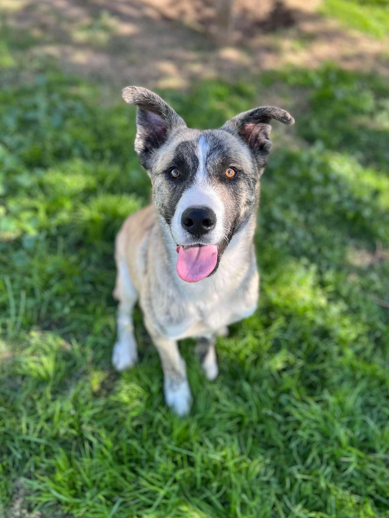 Enlarge Conan, a Adopted mixed breed in Eugene, OR image 1/6