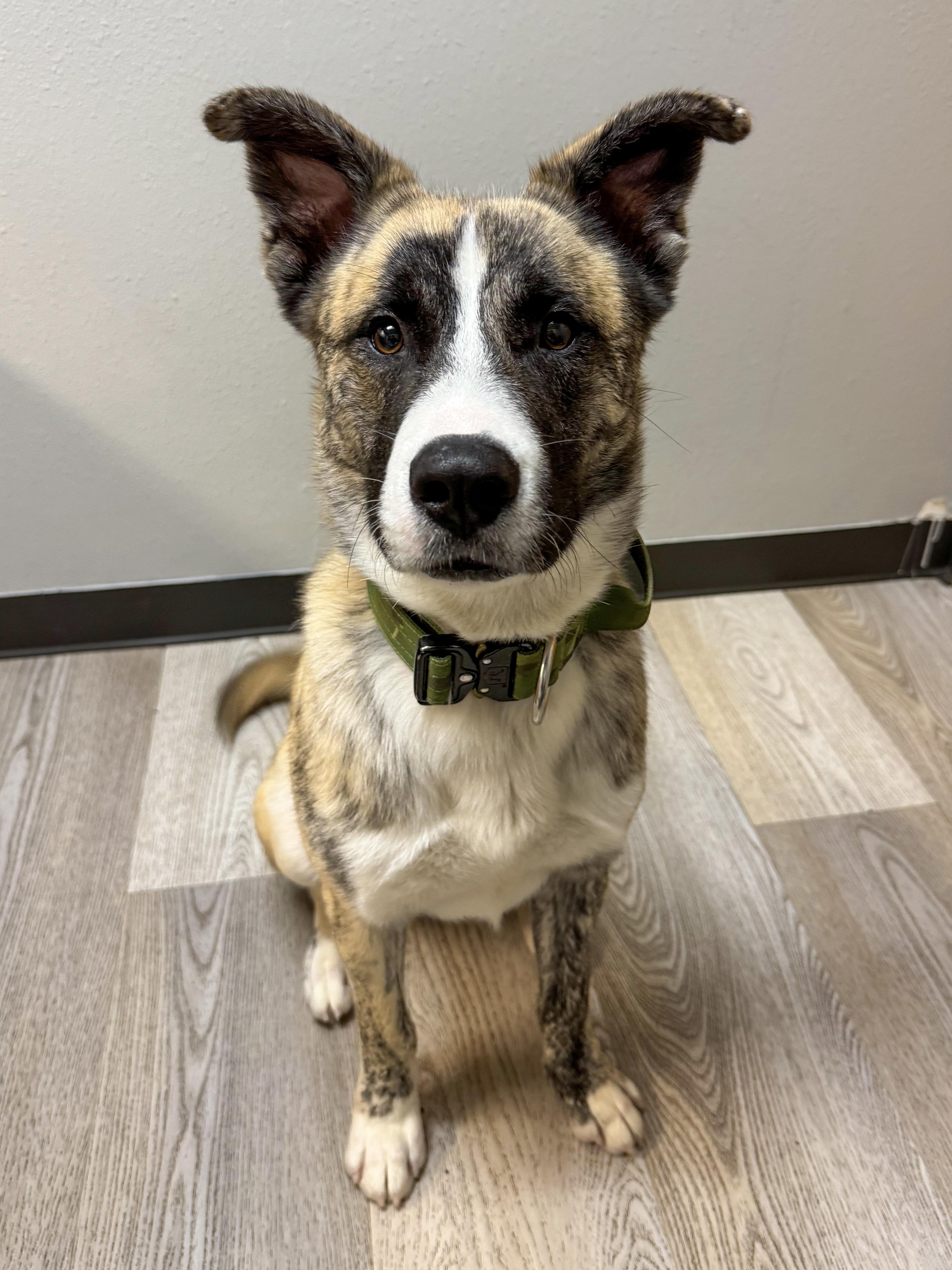 Enlarge Conan, a Adopted mixed breed in Eugene, OR image 4/6