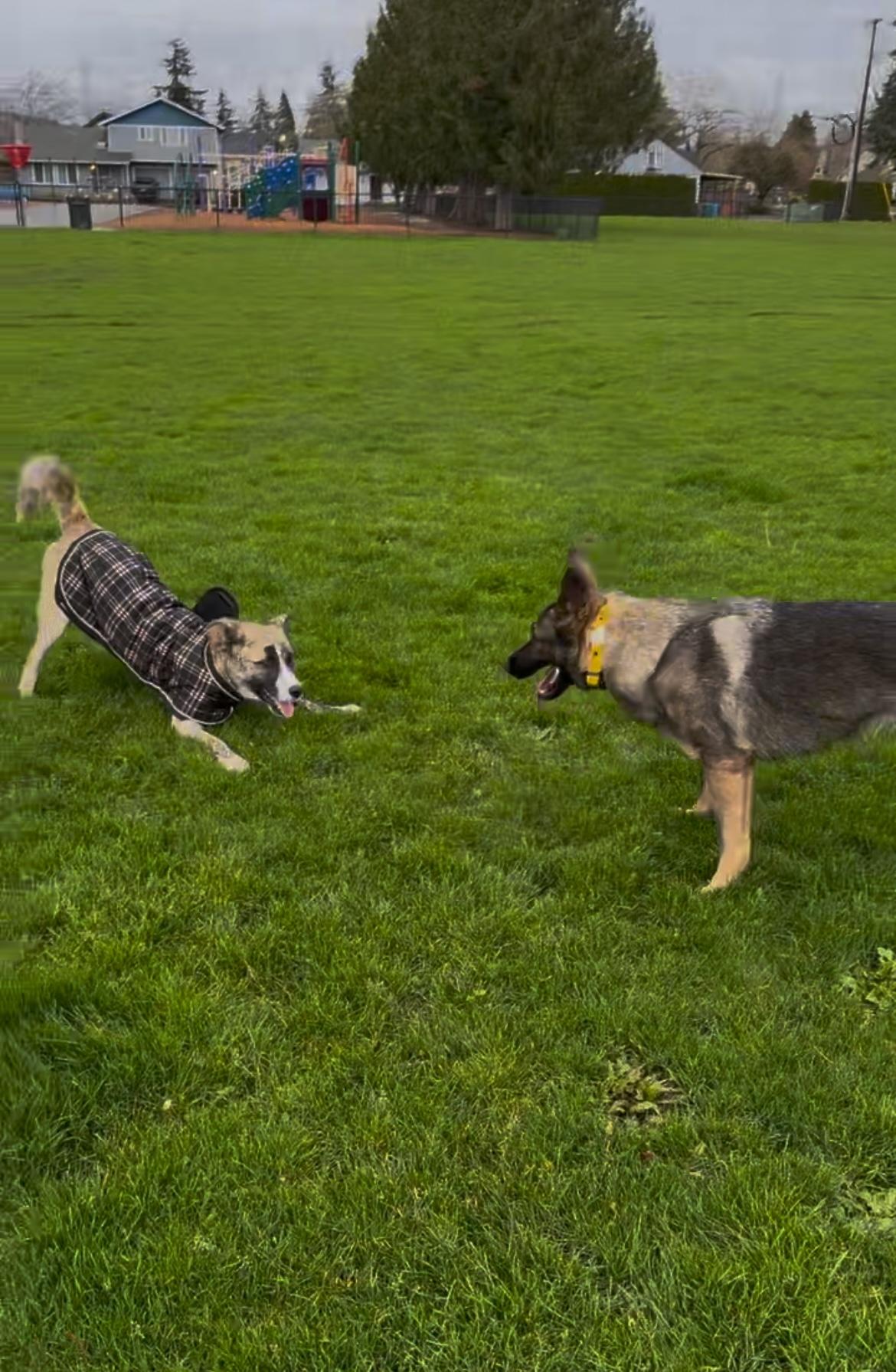 Enlarge Conan, a Adopted mixed breed in Eugene, OR image 5/6
