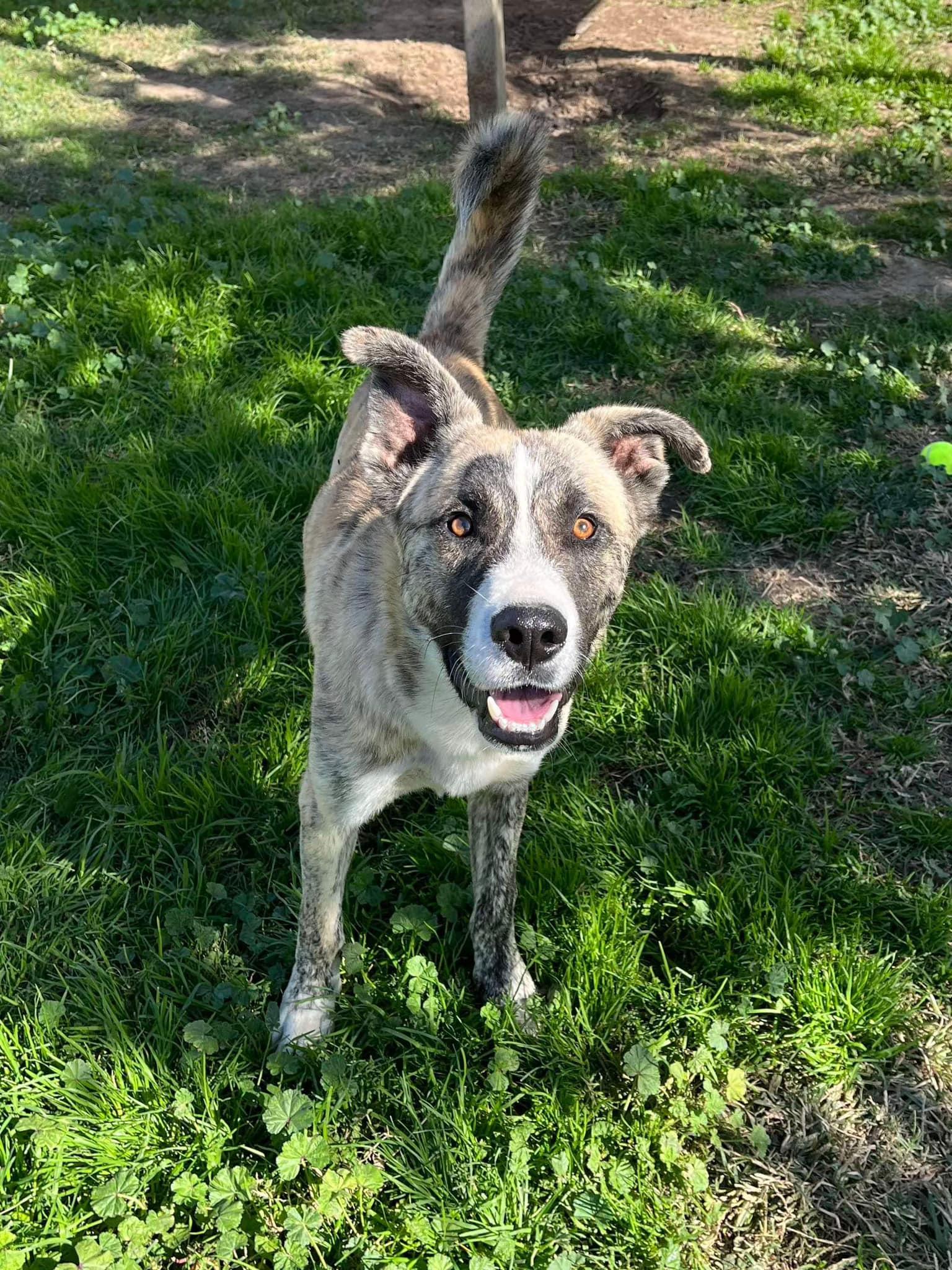 Enlarge Conan, a Adopted mixed breed in Eugene, OR image 6/6