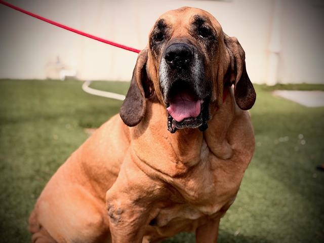 Enlarge APOLLO, a Adoptable Fila Brasileiro in Orlando, FL image 1/1