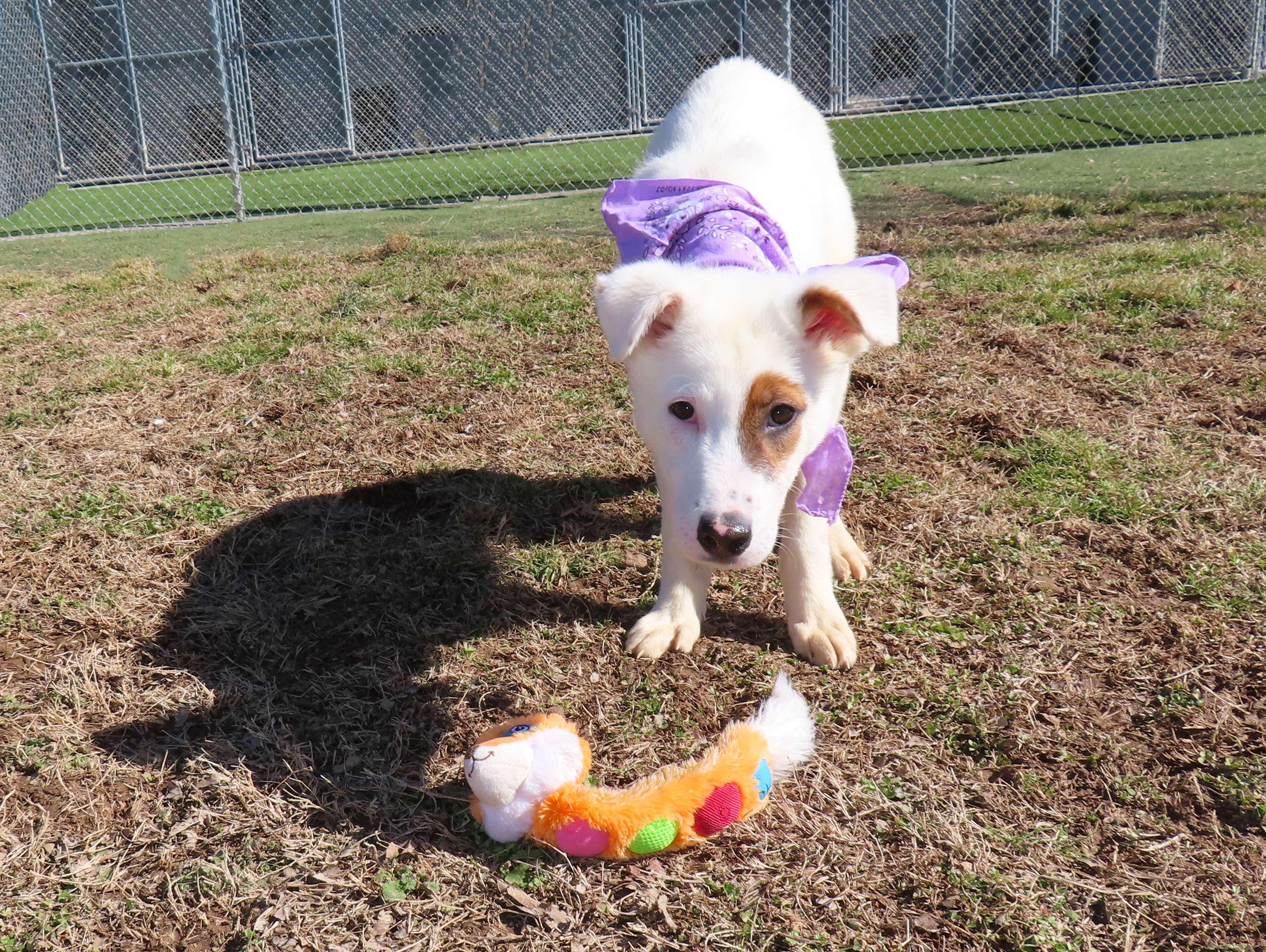 Enlarge Logan  26C-15, a ADOPTABLE mixed breed in Rogers, AR image 4/5