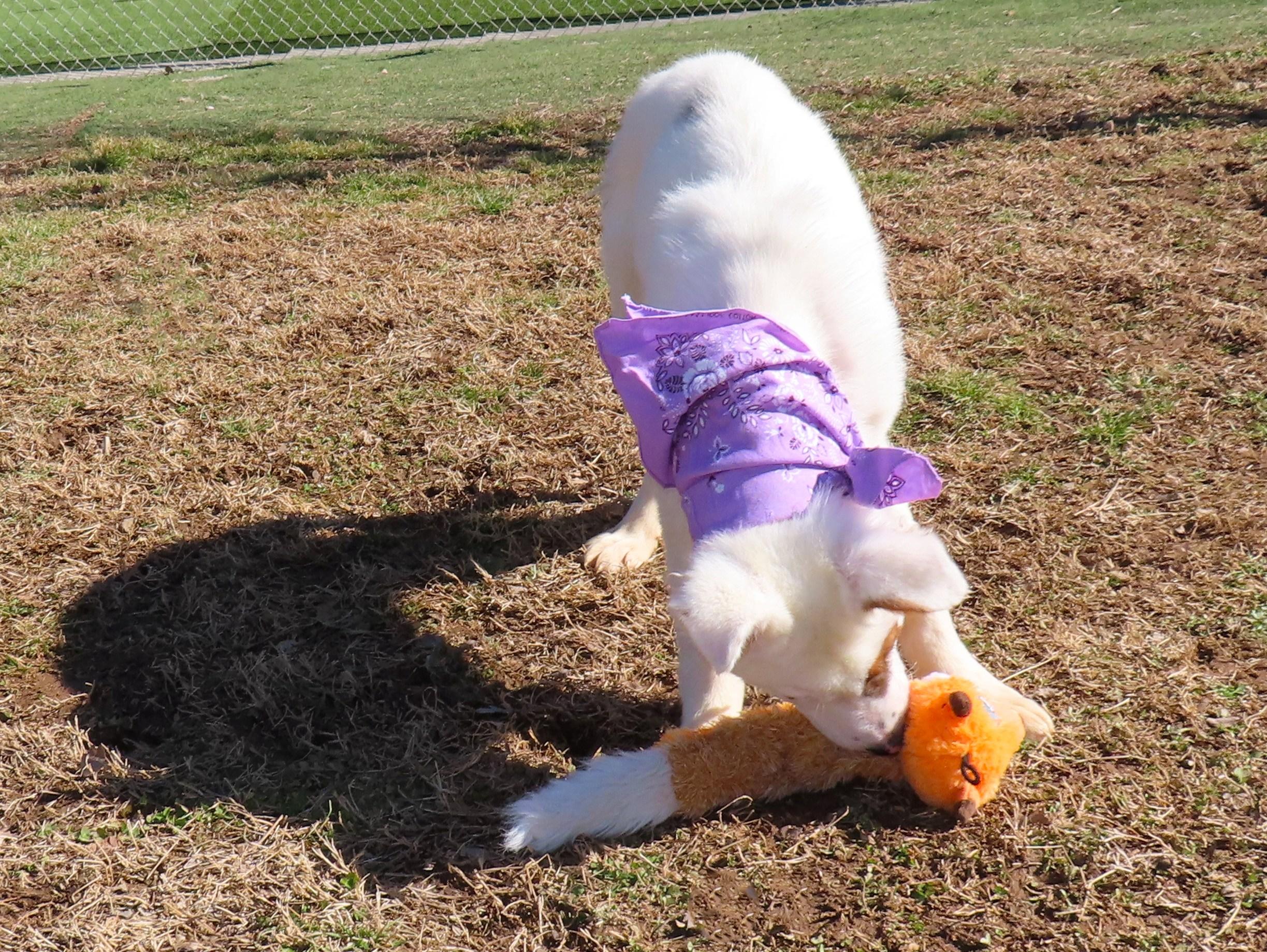 Enlarge Logan  26C-15, a ADOPTABLE mixed breed in Rogers, AR image 3/5