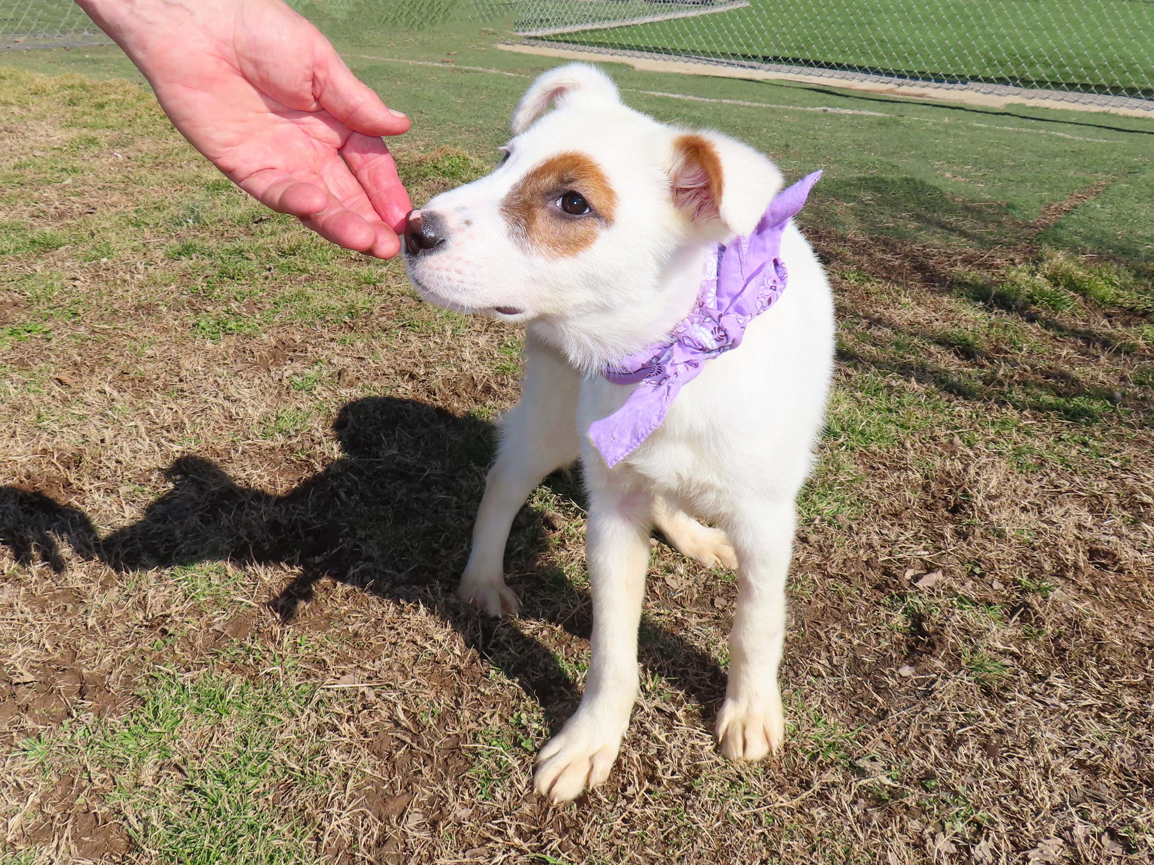 Enlarge Logan  26C-15, a ADOPTABLE mixed breed in Rogers, AR image 2/5