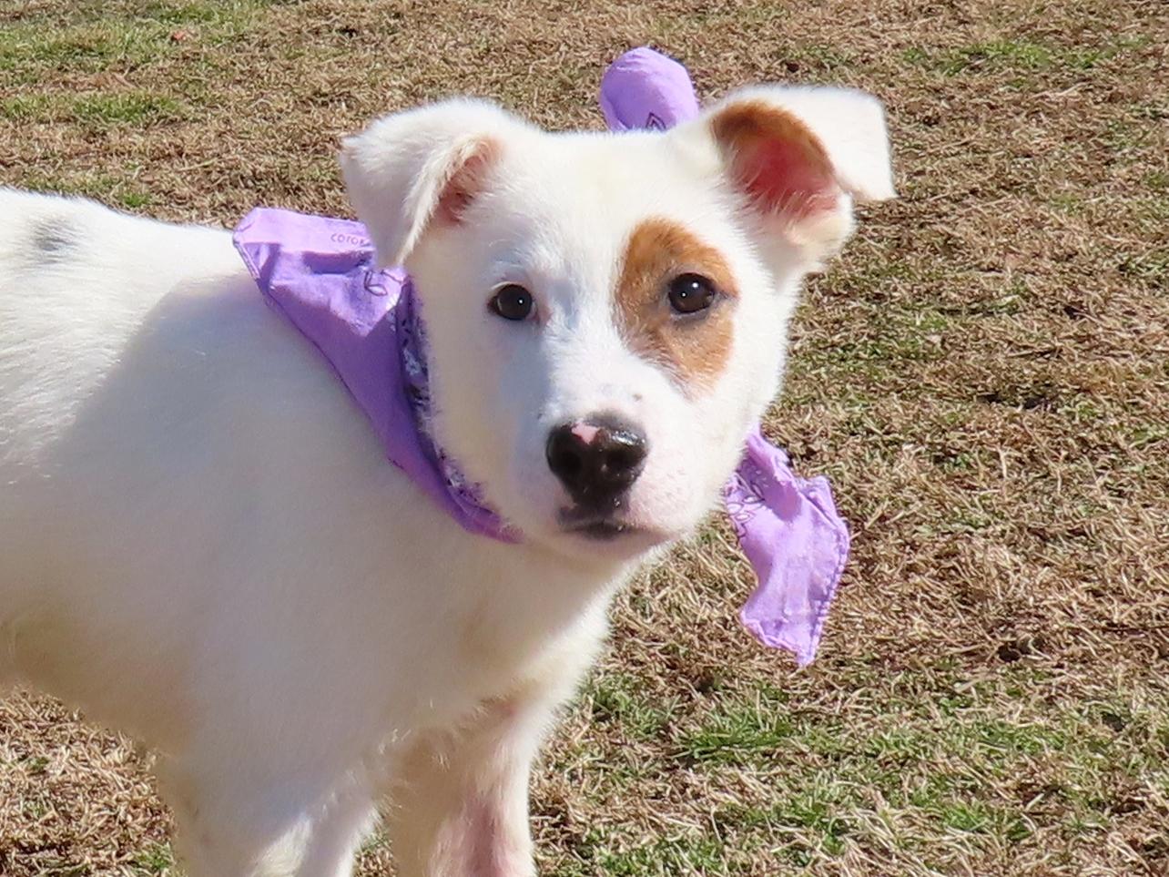 Logan  26C-15, ADOPTABLE, Puppy Male Australian Shepherd.