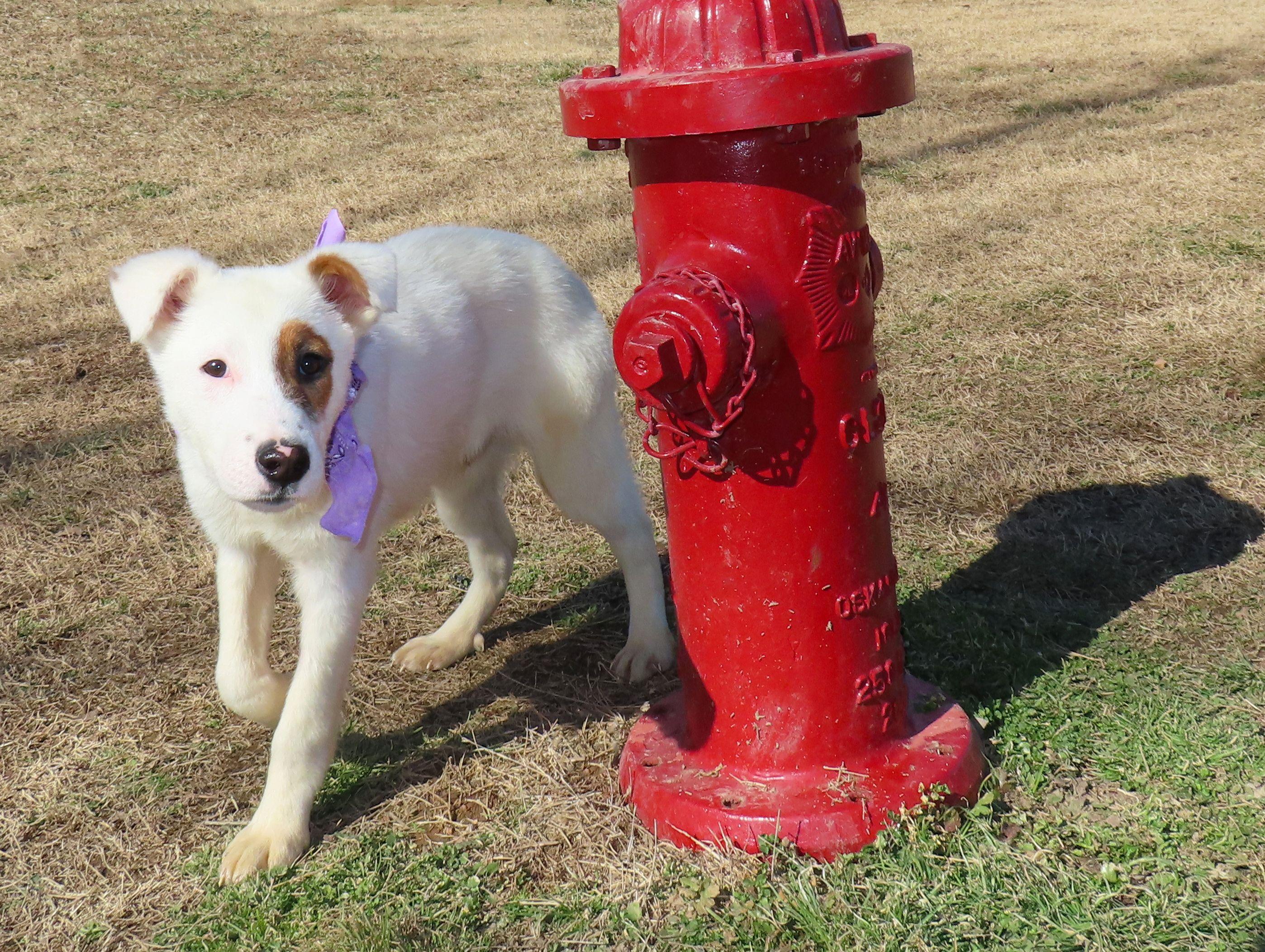 Enlarge Logan  26C-15, a ADOPTABLE mixed breed in Rogers, AR image 5/5