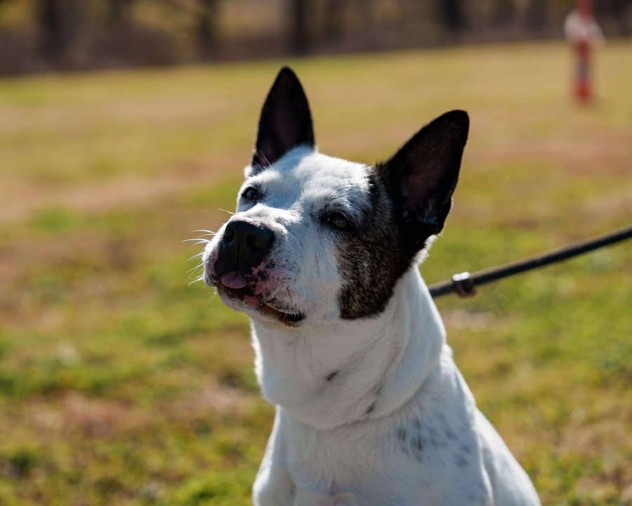 Enlarge Neighbor, a Adoptable mixed breed in Centerton, AR image 2/3