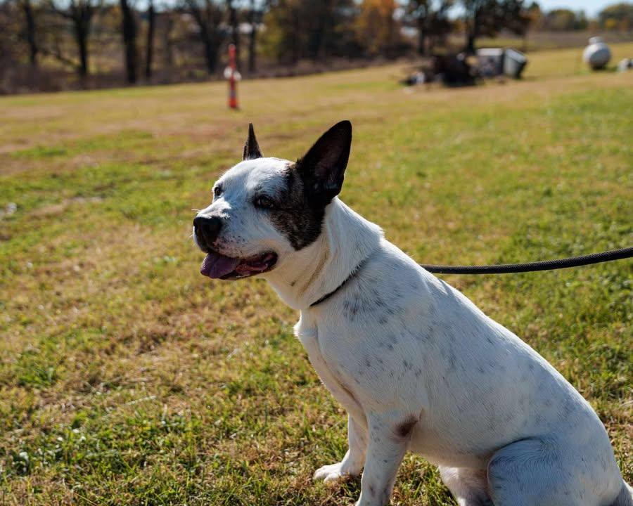 Enlarge Neighbor, a Adoptable mixed breed in Centerton, AR image 3/3