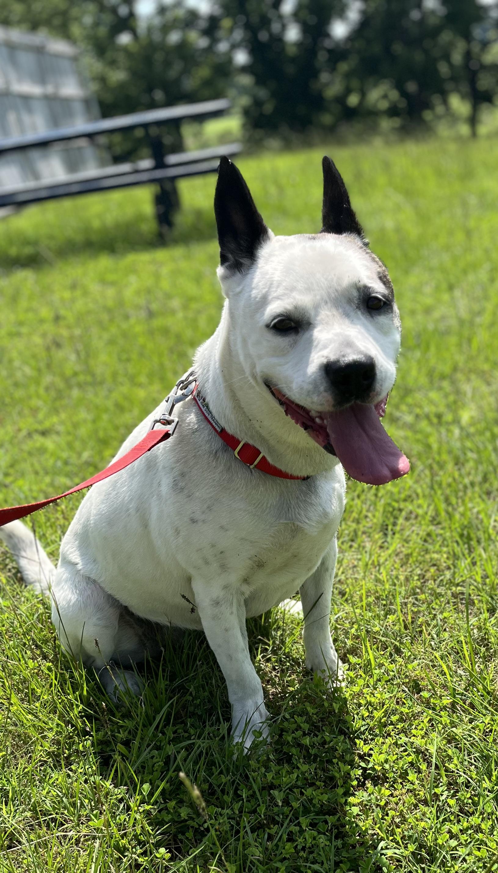 Neighbor, Adult Female American Staffordshire Terrier