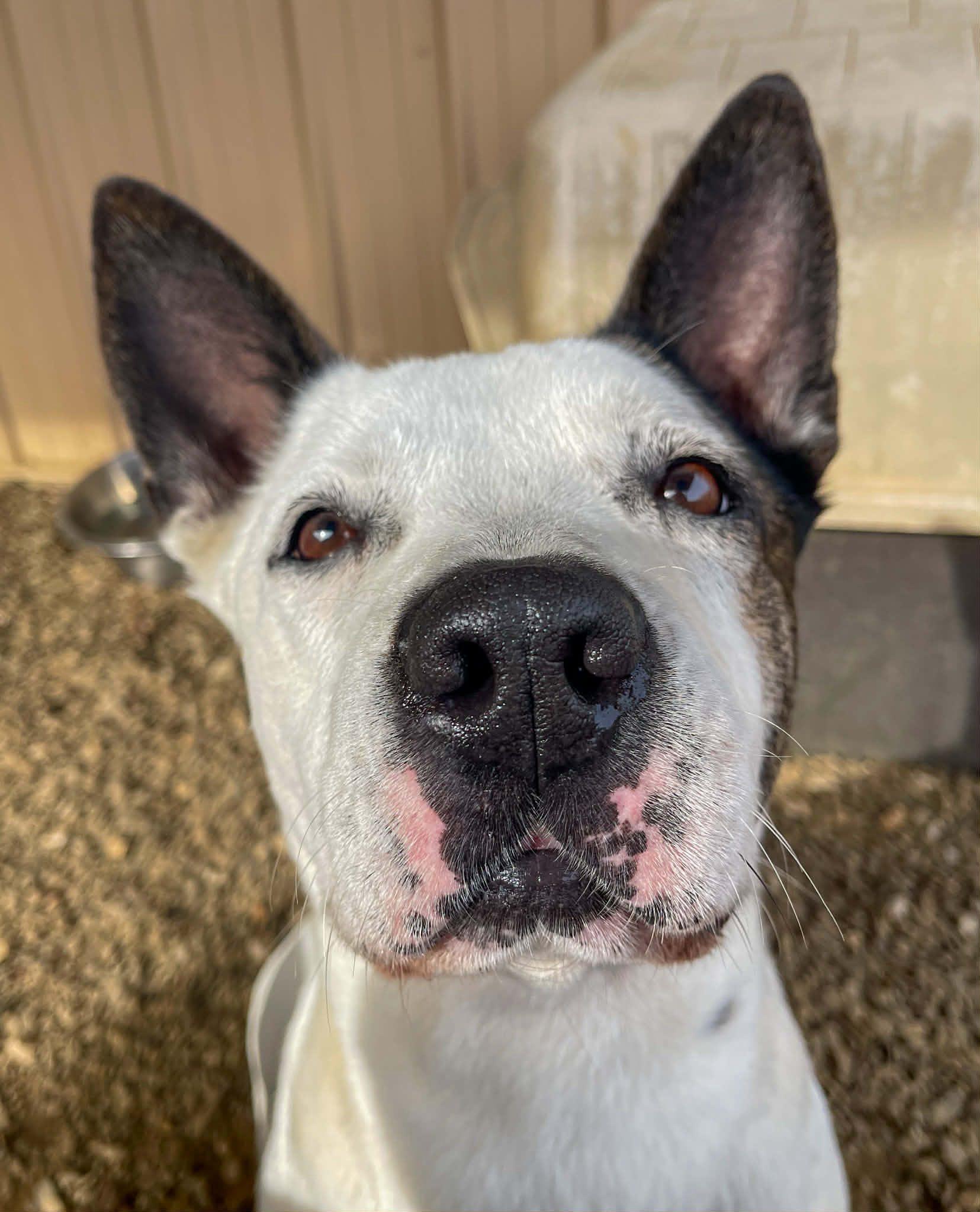 Neighbor, Adoptable, Adult Female American Staffordshire Terrier & Mixed Breed.