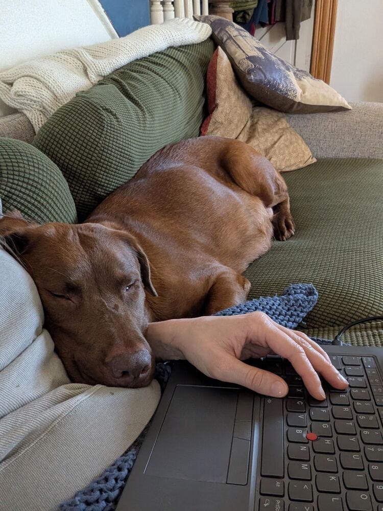 Enlarge Sweet Pea, a Adoptable mixed breed in Denver, CO image 1/6