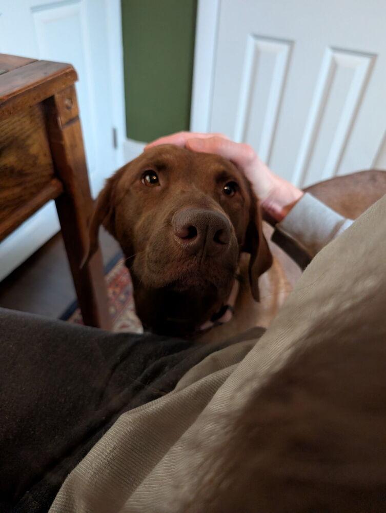 Enlarge Sweet Pea, a Adoptable mixed breed in Denver, CO image 2/6