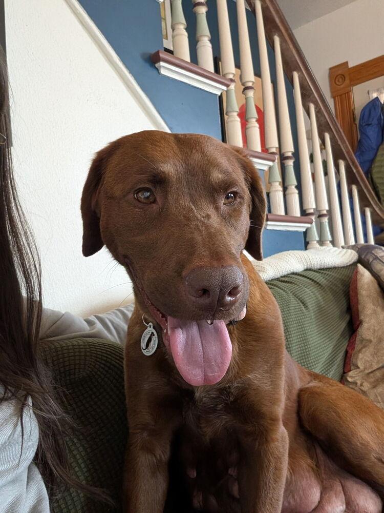 Enlarge Sweet Pea, a Adoptable mixed breed in Denver, CO image 3/6