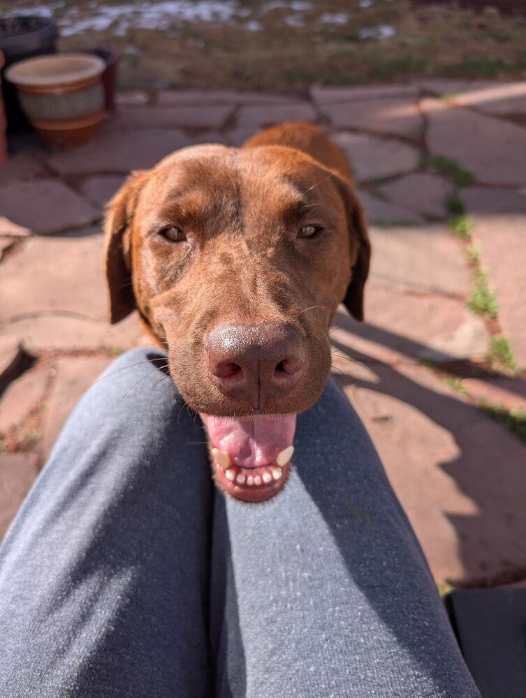 Enlarge Sweet Pea, a Adoptable mixed breed in Denver, CO image 4/6