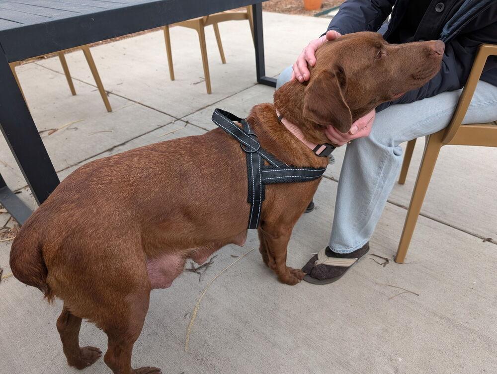 Enlarge Sweet Pea, a Adoptable mixed breed in Denver, CO image 5/6