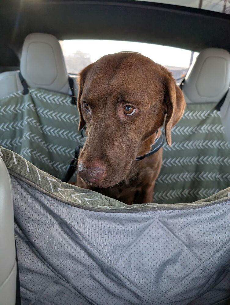 Enlarge Sweet Pea, a Adoptable mixed breed in Denver, CO image 6/6