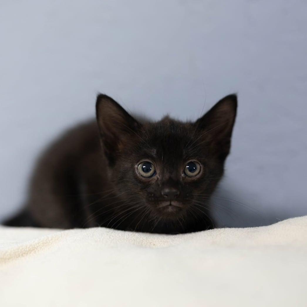 Tiny, a ADOPTABLE Domestic Short Hair in Talbott, TN image 4/4