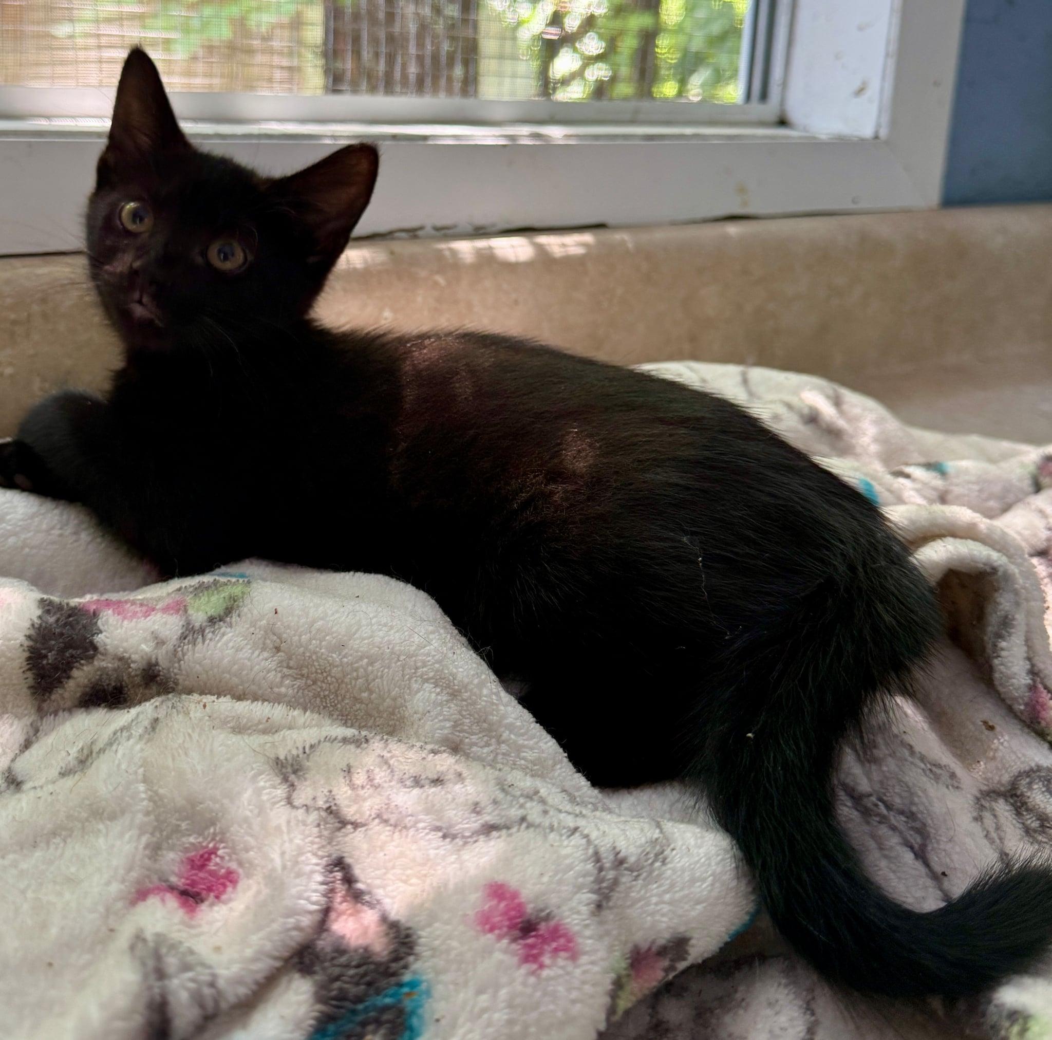 Tiny, a ADOPTABLE Domestic Short Hair in Talbott, TN image 3/4