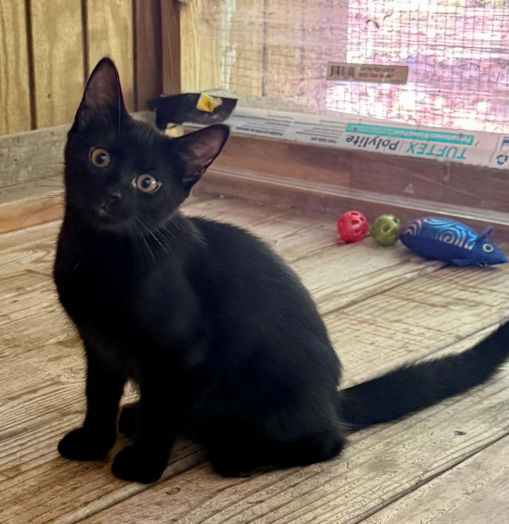 Tiny, ADOPTABLE, Kitten Male Domestic Short Hair.