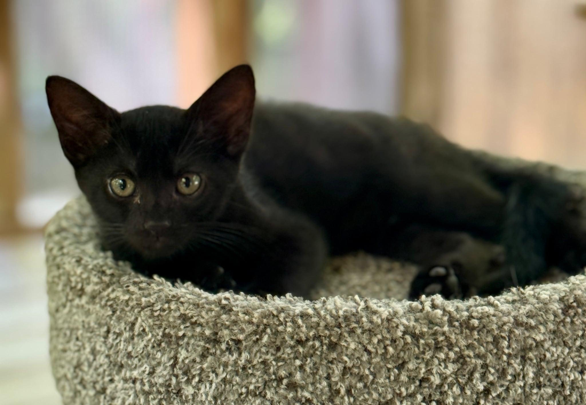 Tiny, a ADOPTABLE Domestic Short Hair in Talbott, TN image 2/4