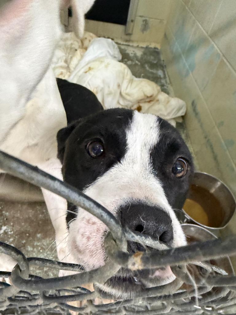 Enlarge Kya, a Adoptable mixed breed in Springfield, OH image 1/1