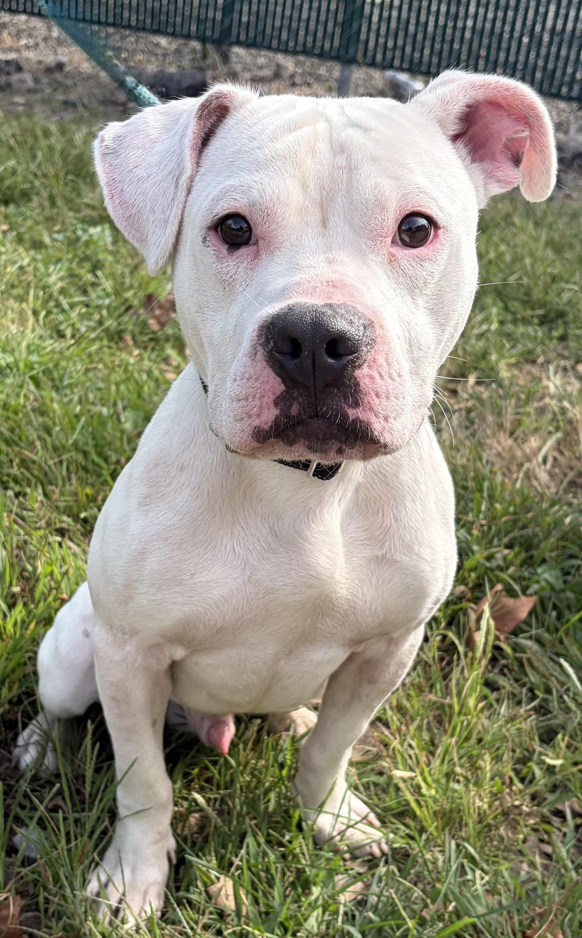 Enlarge Stitch, a Adopted mixed breed in McKeesport, PA image 1/6