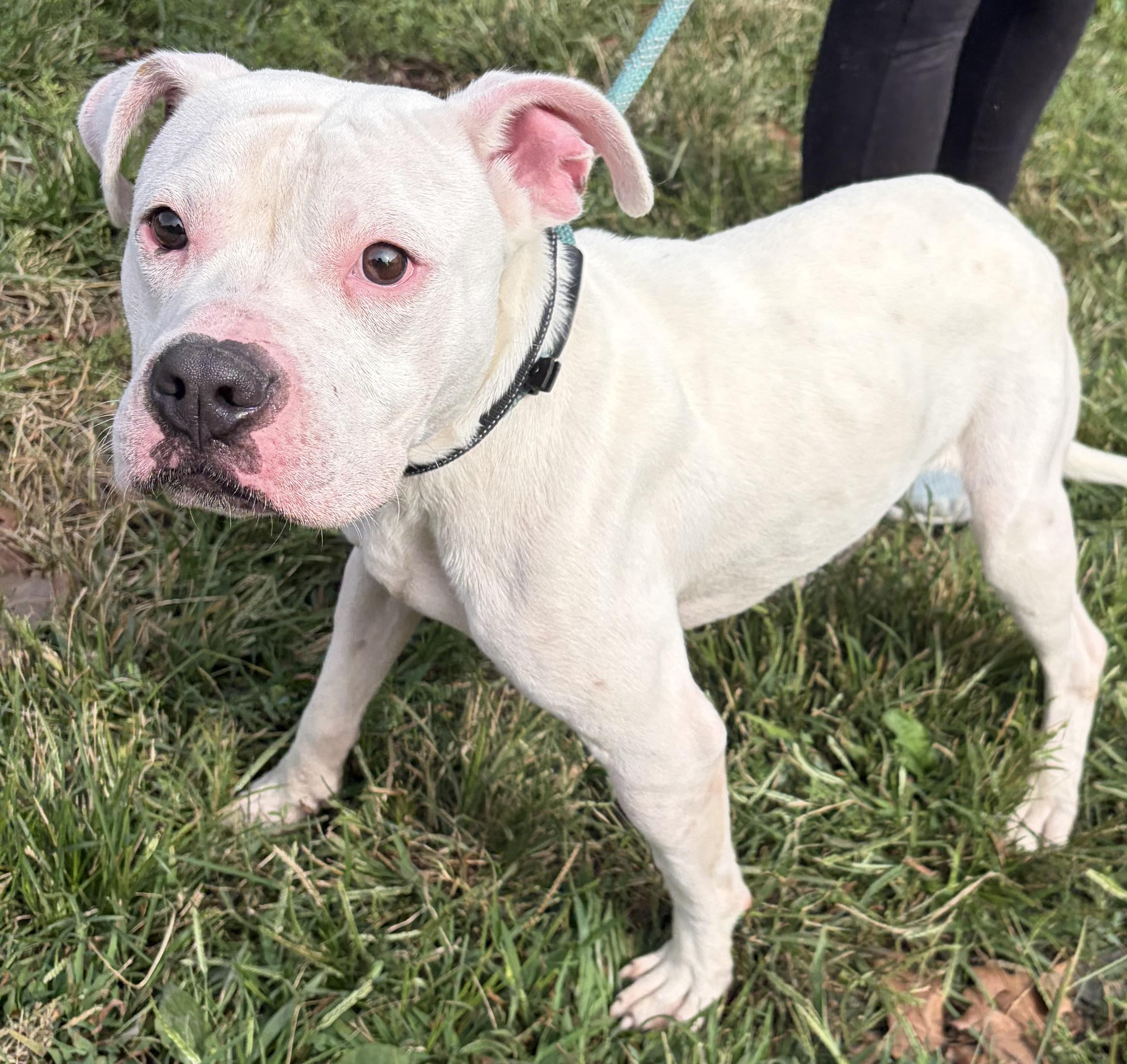 Enlarge Stitch, a Adopted mixed breed in McKeesport, PA image 3/6