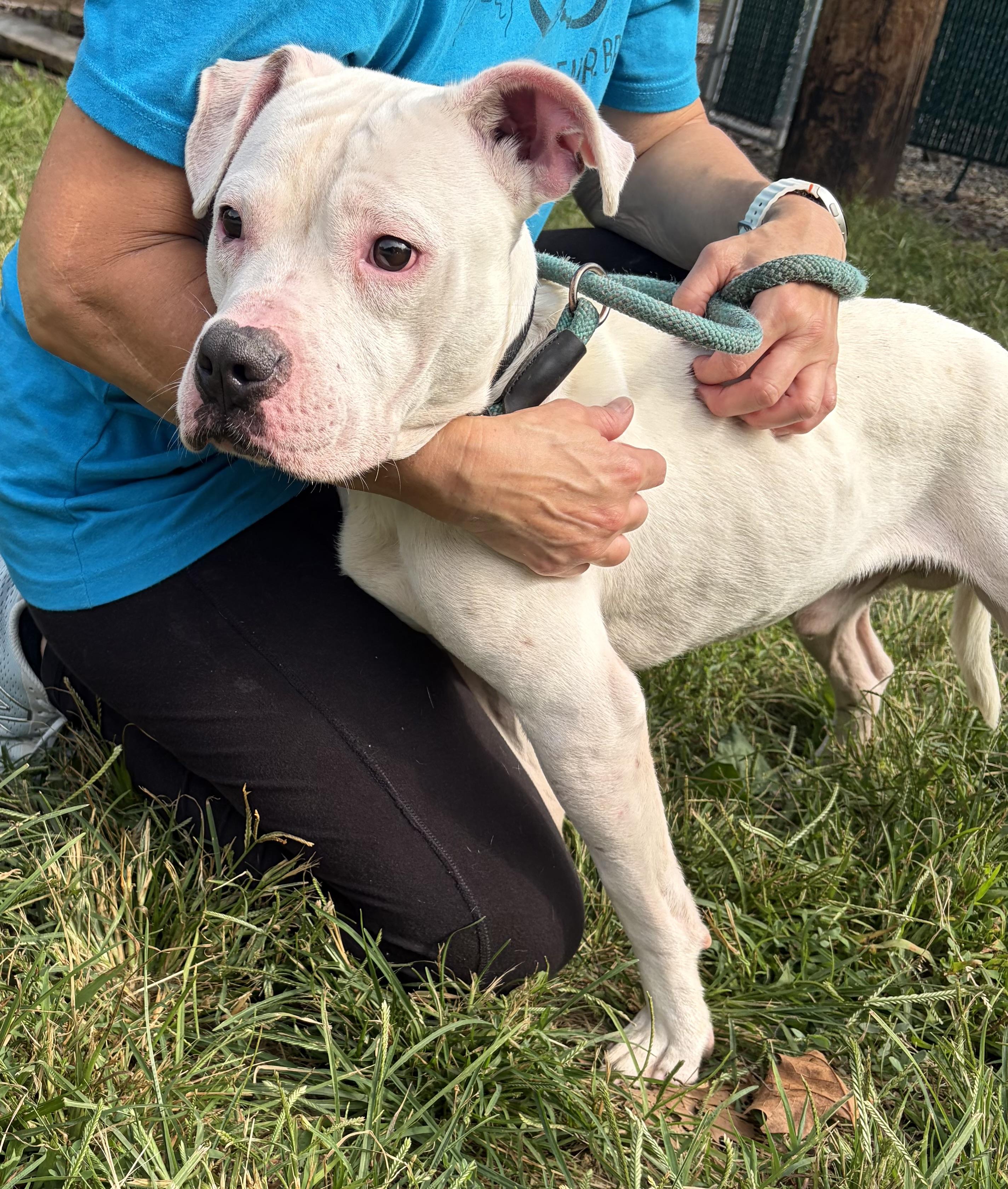 Enlarge Stitch, a Adopted mixed breed in McKeesport, PA image 5/6