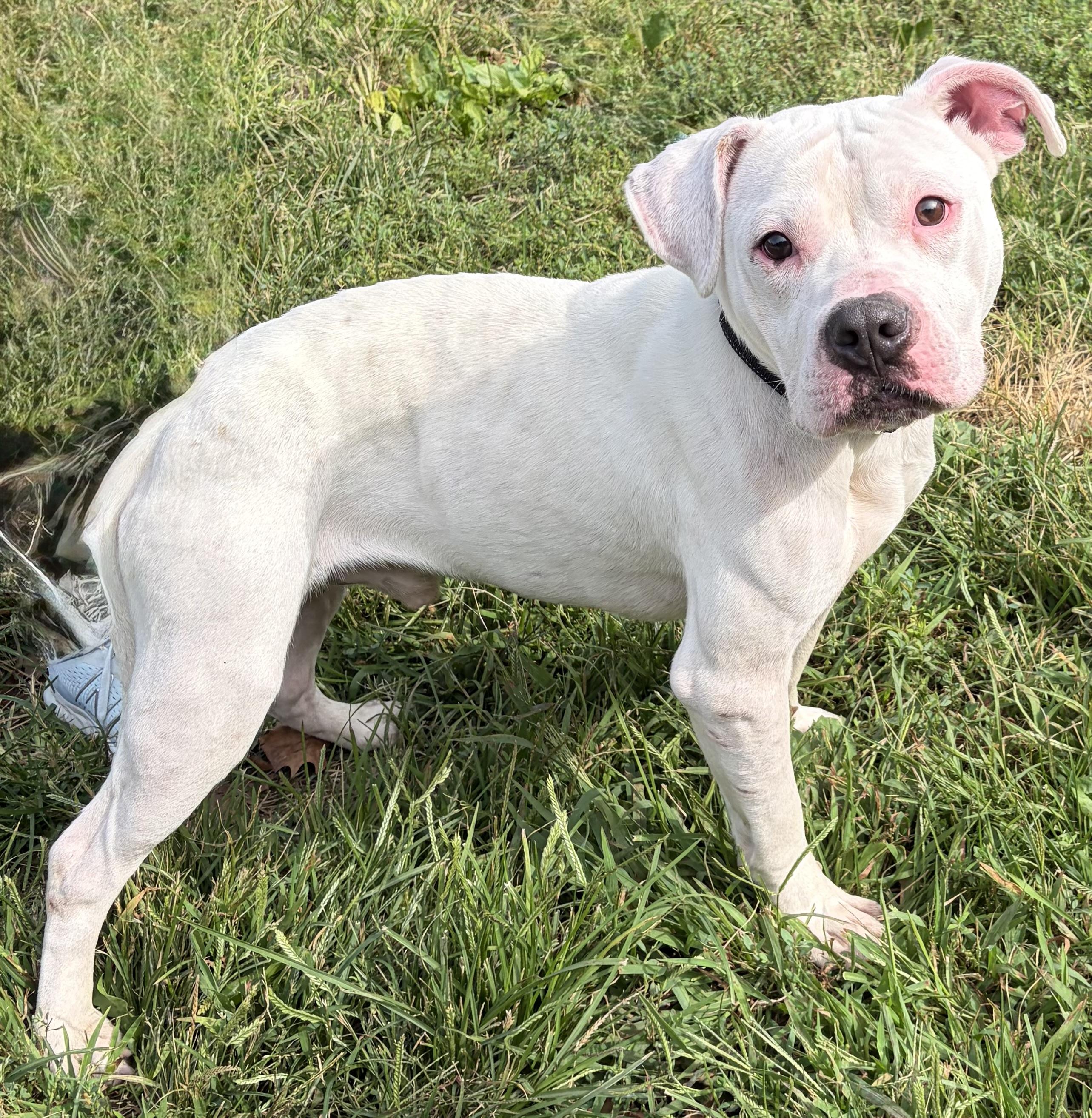 Enlarge Stitch, a Adopted mixed breed in McKeesport, PA image 2/6