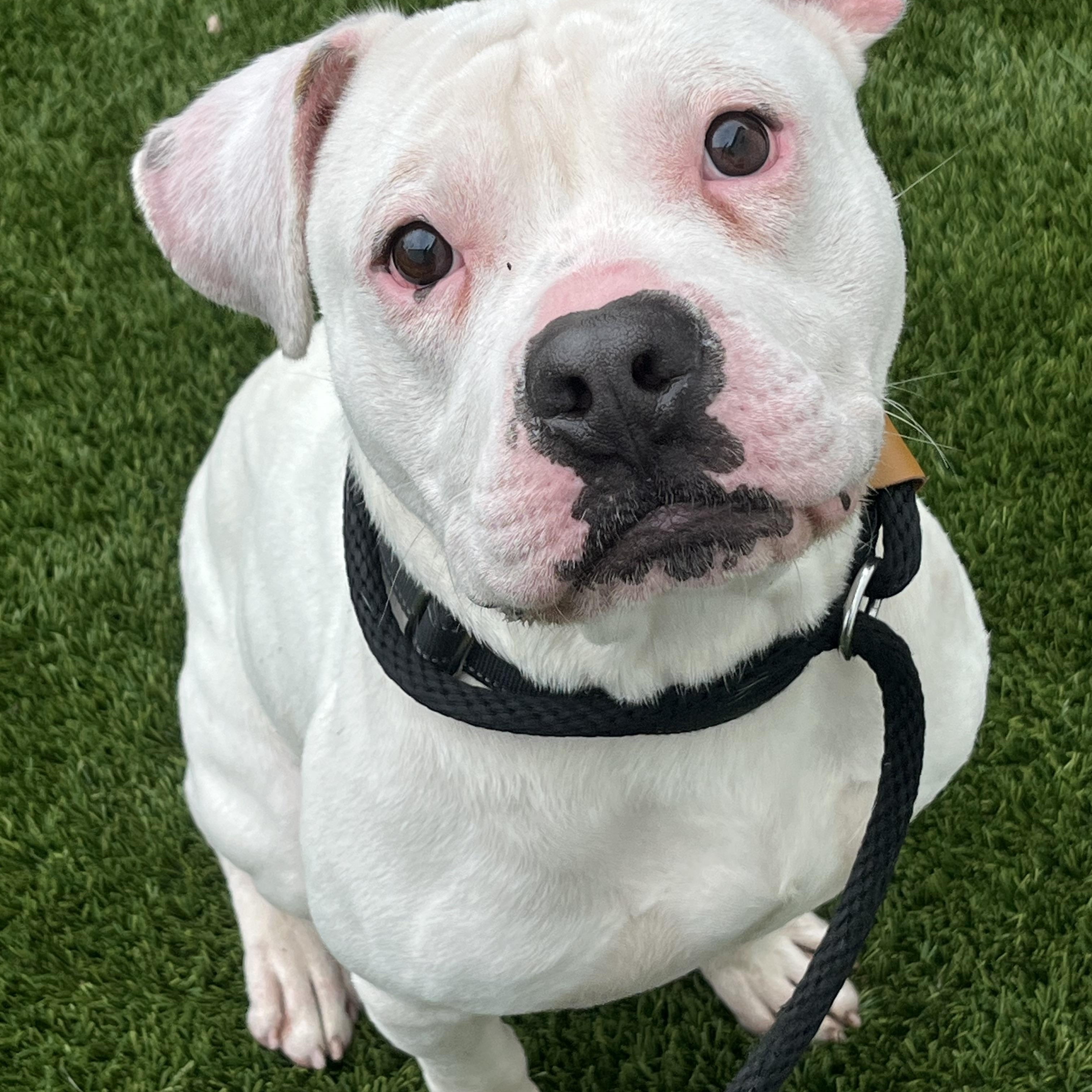 Enlarge Stitch, a Adopted mixed breed in McKeesport, PA image 6/6