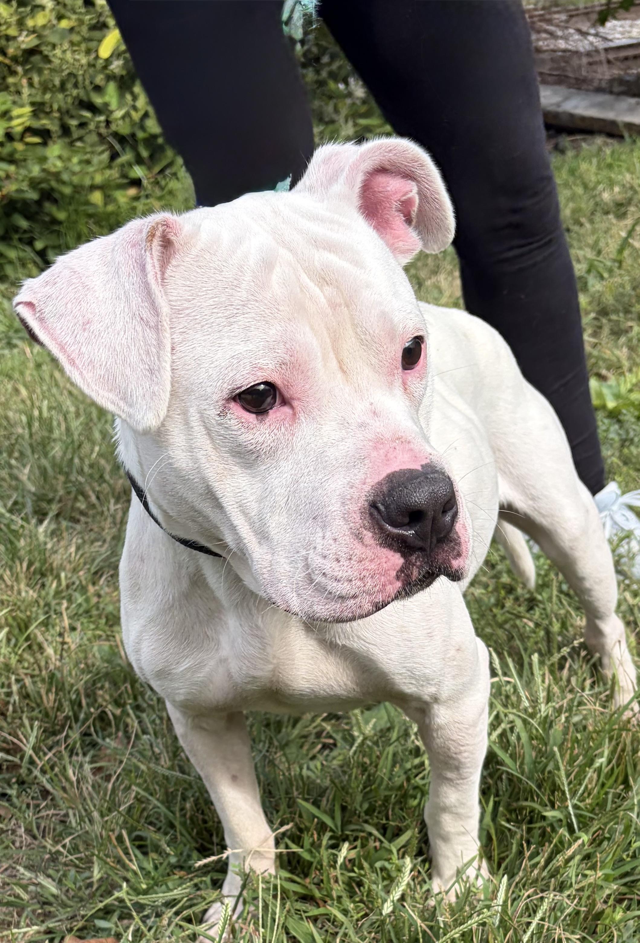 Enlarge Stitch, a Adopted mixed breed in McKeesport, PA image 4/6