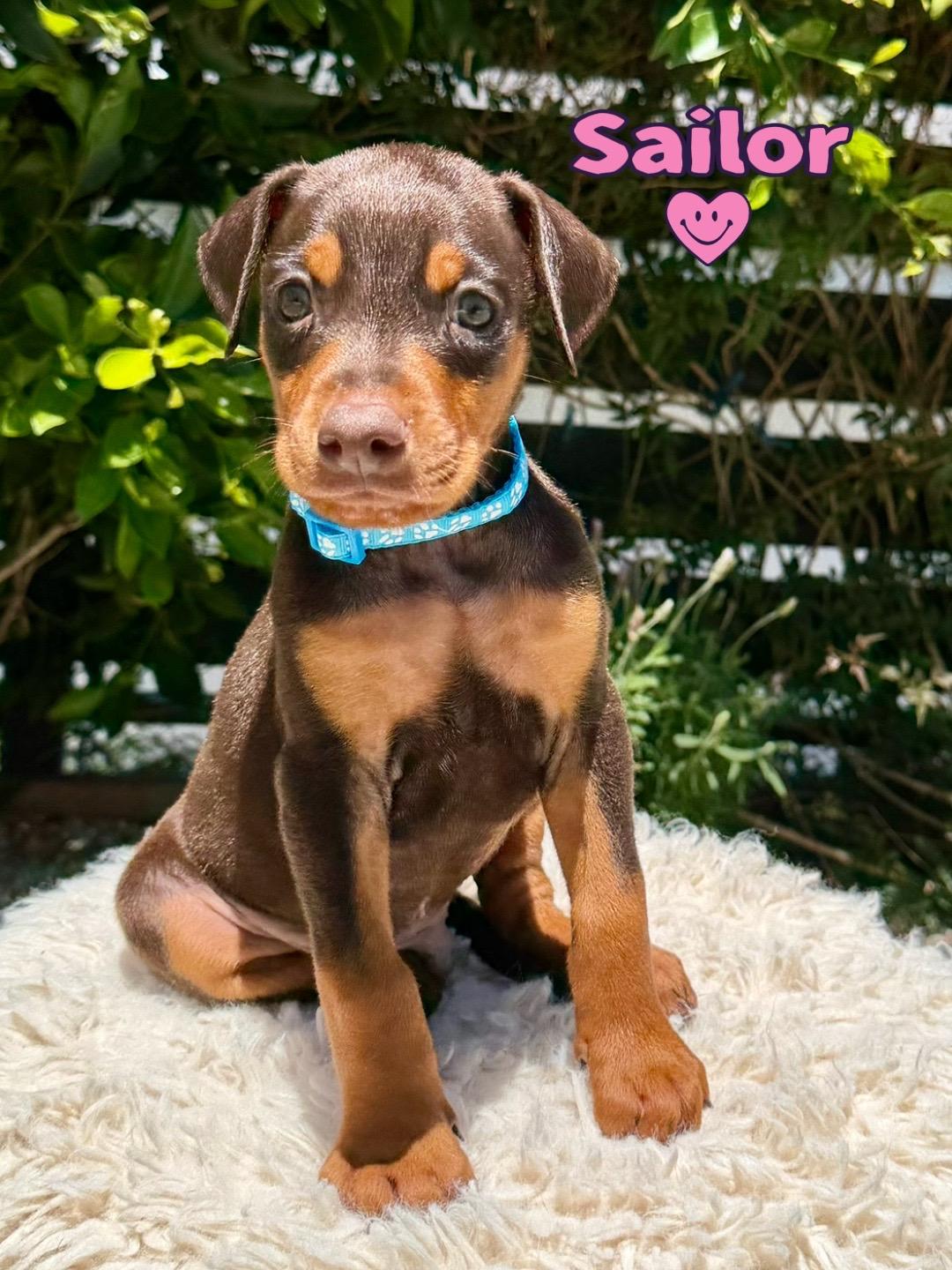 Sailor, adopted, Puppy Male Doberman Pinscher.