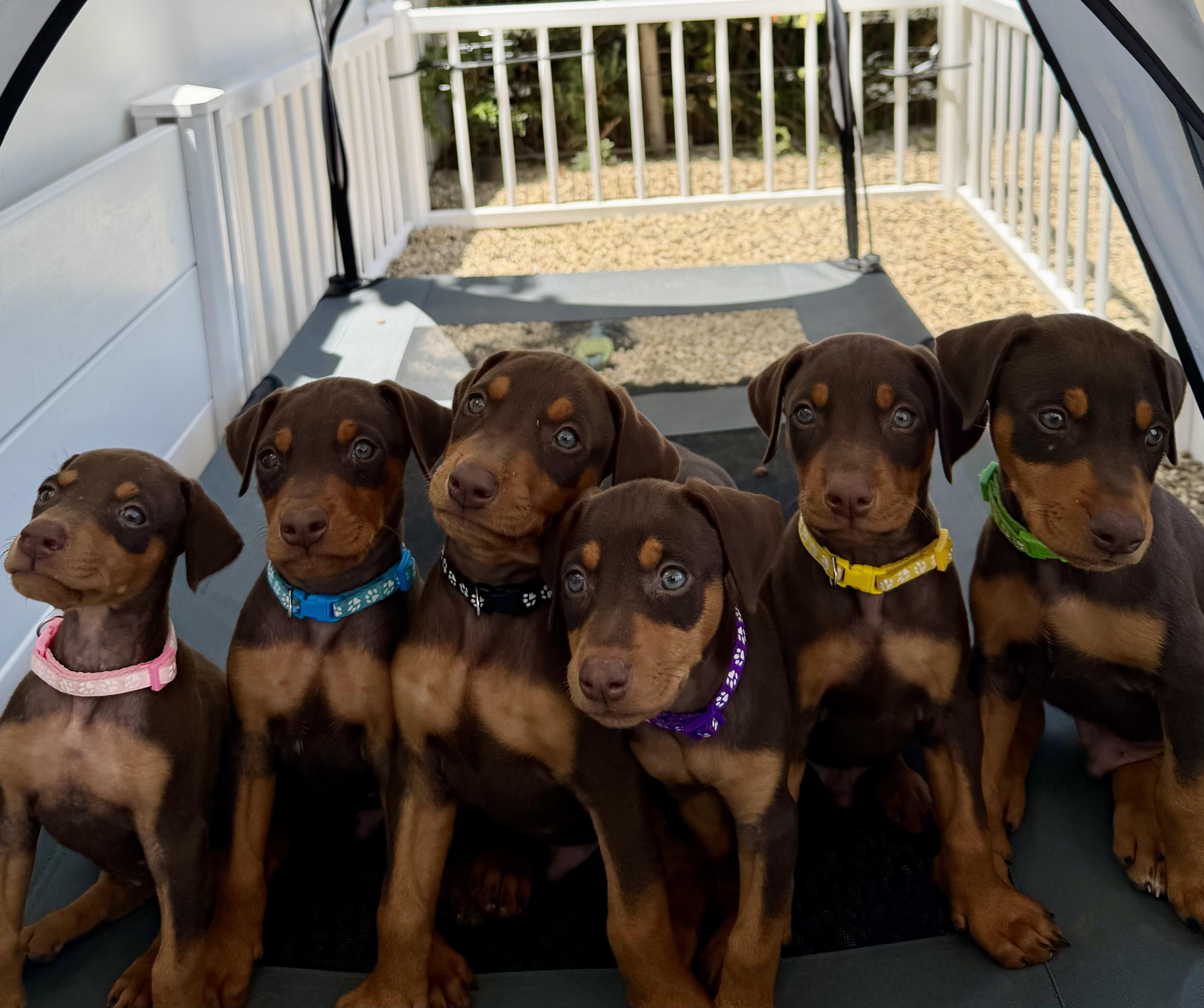 Enlarge Sailor, an adopted Doberman Pinscher in Los Angeles, CA image 2/3